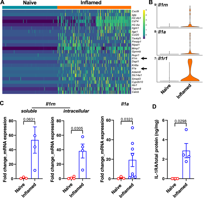 Fig. 3: IL-1RA is upregulated in inflamed bPSC.