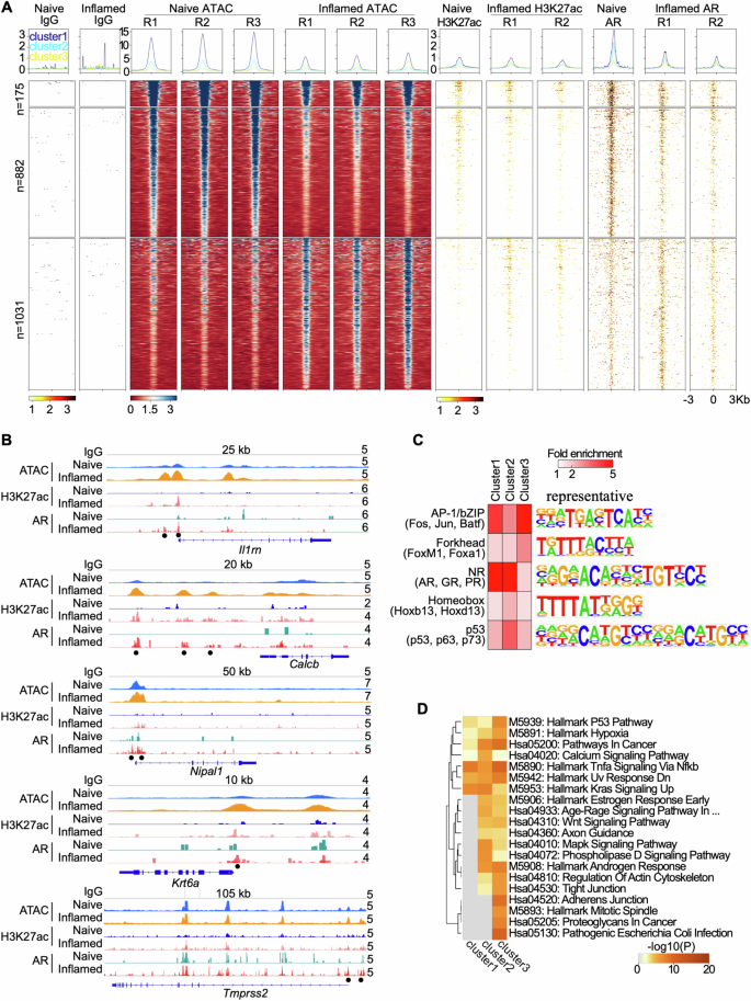 Fig. 4: Genome-wide profiling of chromatin accessibility and AR binding.
