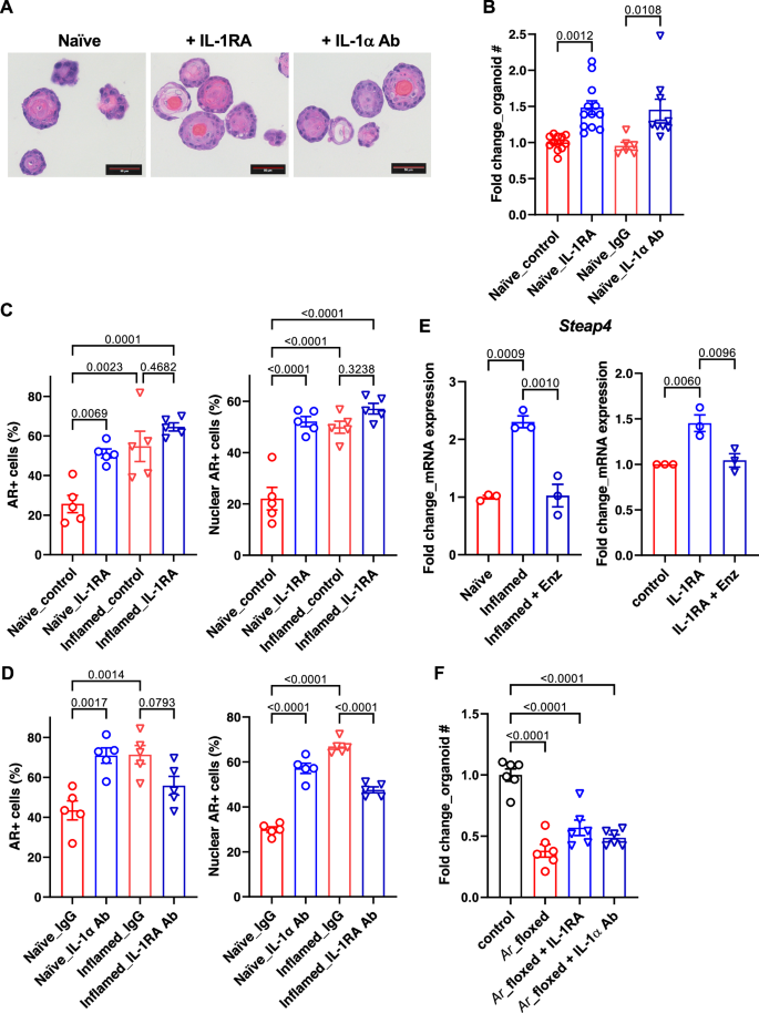 Fig. 5: IL-1RA mediates inflammation-induced differentiation and AR activity in bPSC organoids.