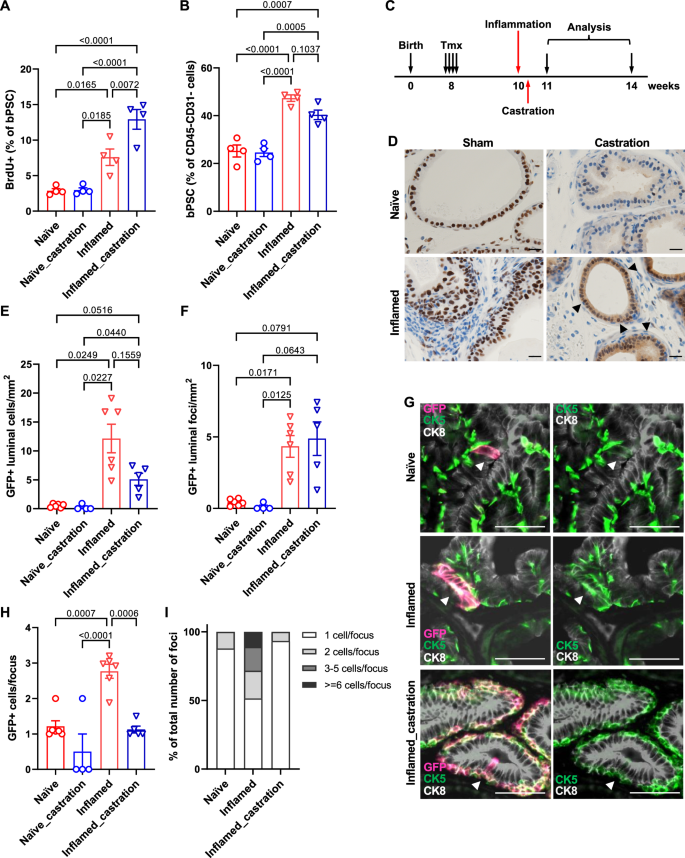 Fig. 6: Inflammation mimicking non-bacterial prostatitis promotes the proliferation of basal stem cells and the basal to luminal differentiation in vivo.