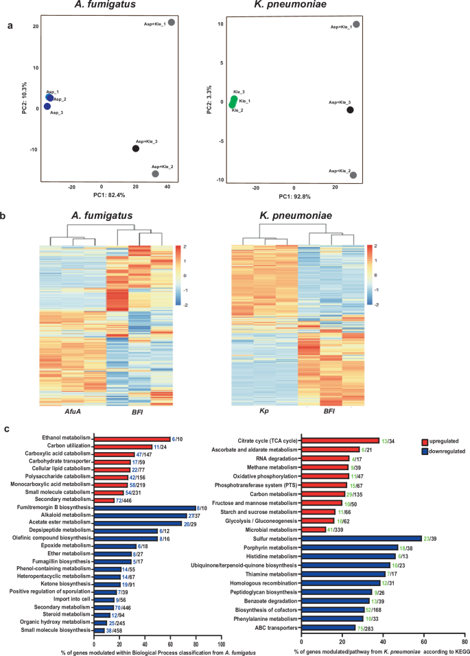 Fig. 1: Transcriptomic profiling shows that overgrowth of K. pneumoniae triggers the activation of catabolic processes and alters carbon routes in A. fumigatus.