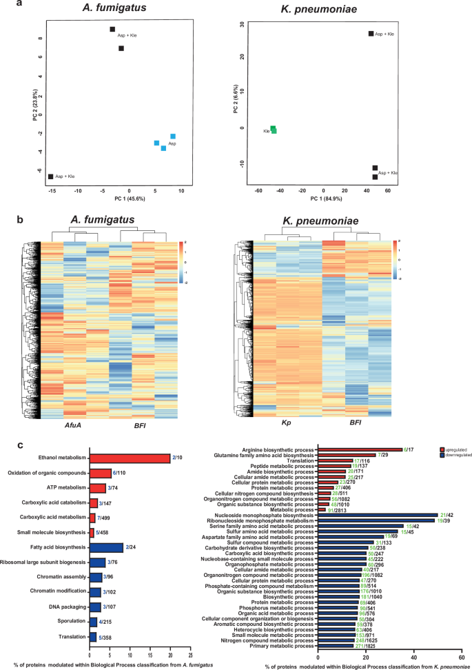 Fig. 2: Proteomics data indicate that the bacterial–fungal interaction leads to changes in carbon metabolism in A. fumigatus, and fosters translation and amino acid metabolism in K. pneumoniae.