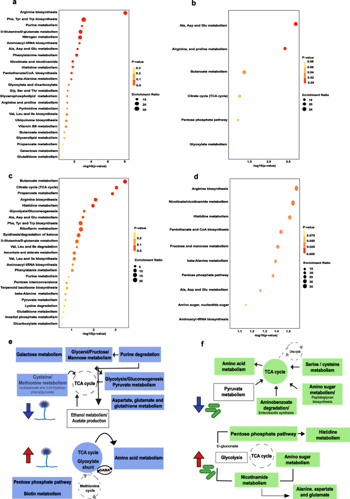 Fig. 3: Metabolic routes adopted by A. fumigatus and K. pneumoniae upon bacterial–fungal interaction.