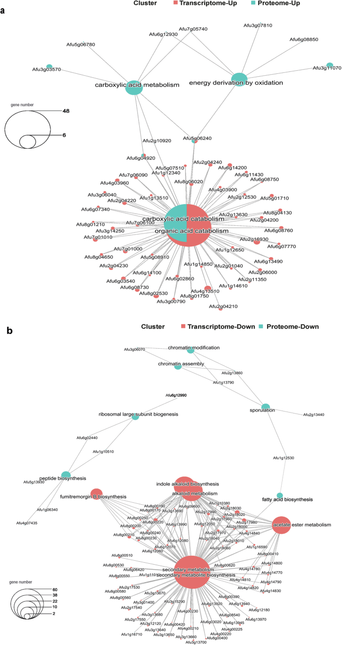 Fig. 4: A. fumigatus adapts to the interaction with K. pneumoniae by deregulating the synthesis machinery and activating the bypass of energy routes.