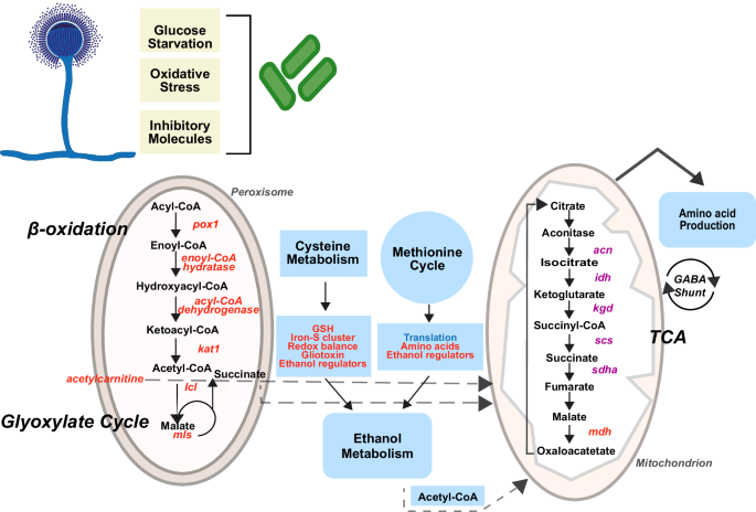 Fig. 5: Schematic overview of the main strategies employed by A. fumigatus in response to the interaction with K. pneumoniae.