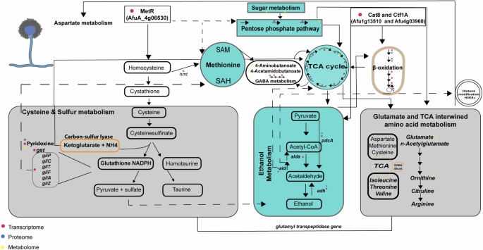 Fig. 6: Schematic overview of adjustments in the metabolism of A. fumigatus upon interaction with K. pneumoniae.