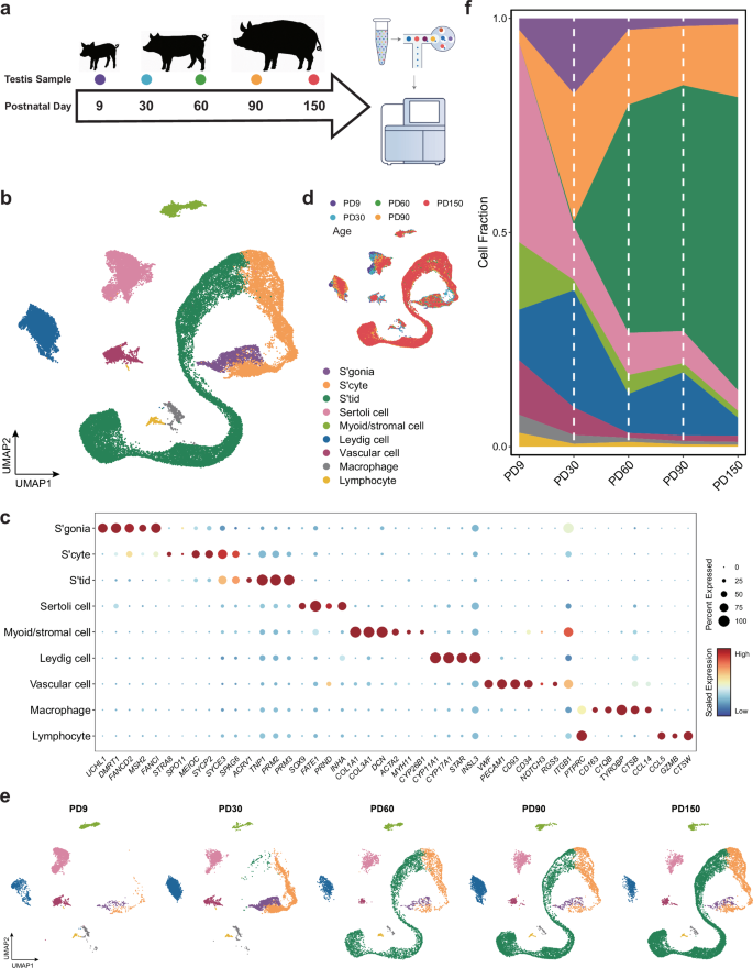 Fig. 1: Single-cell molecular profiles of developing porcine testes.