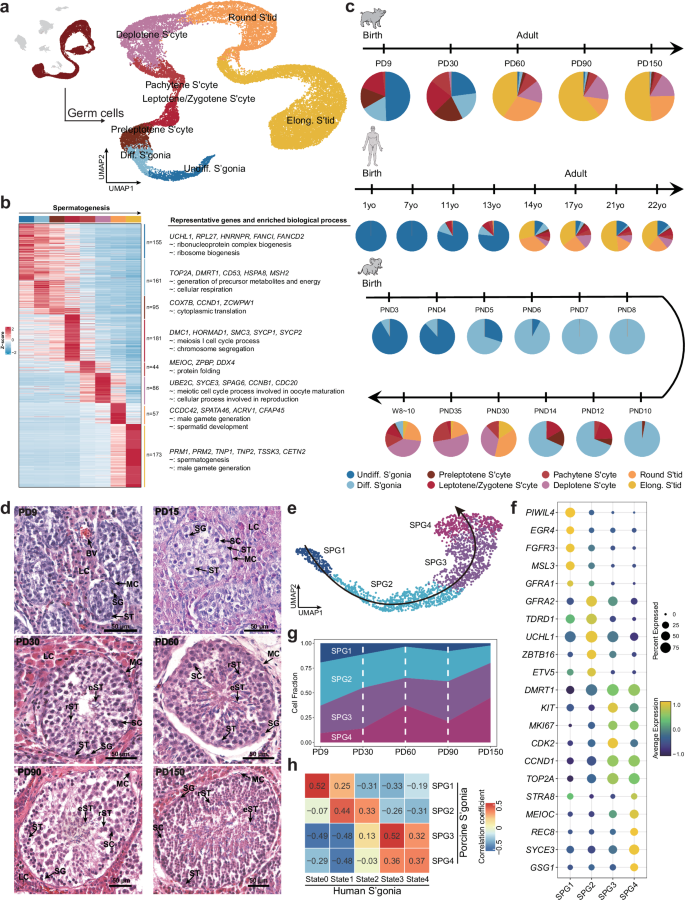 Fig. 2: Comparison of germ cells reveals the analogy to human spermatogonia.