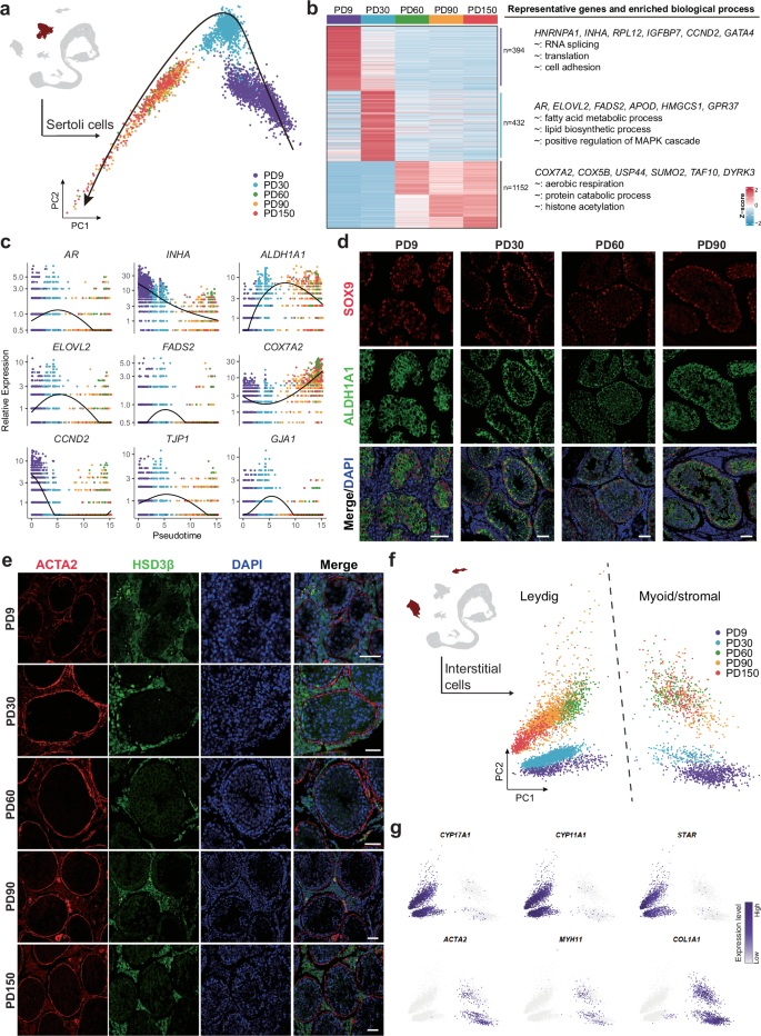 Fig. 3: The supporting and interstitial lineage in developing testes.