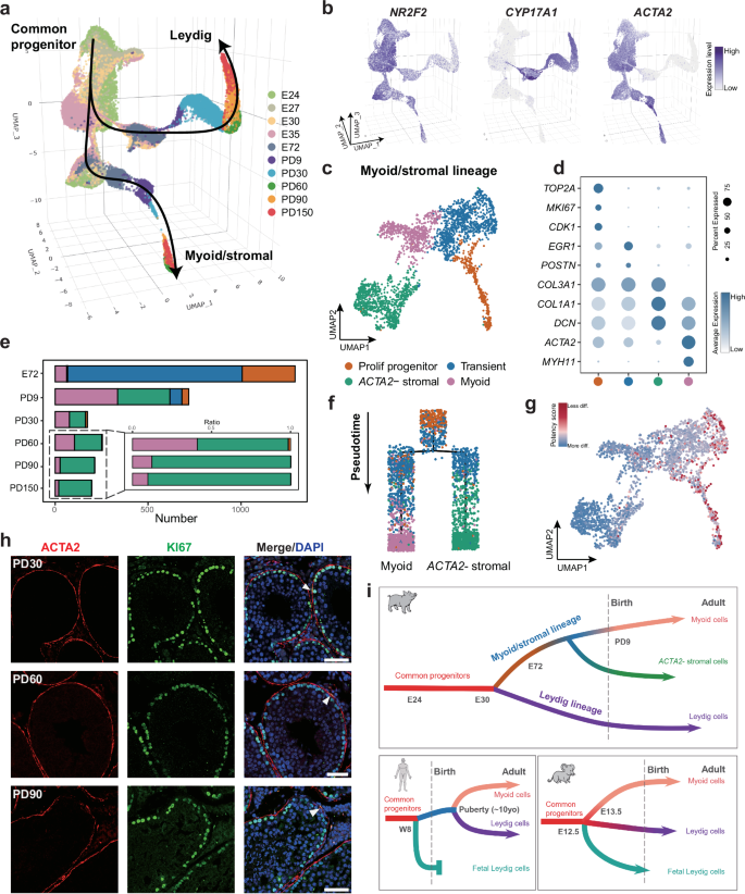 Fig. 4: Identification of a myoid progenitor in adult porcine testes.