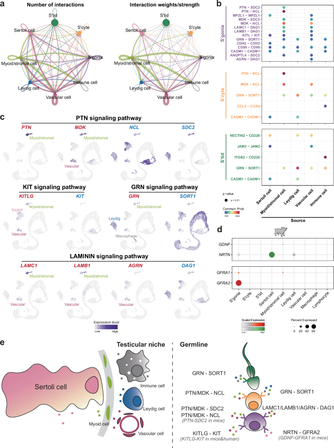 Fig. 6: The signaling niche of the porcine germ cells.