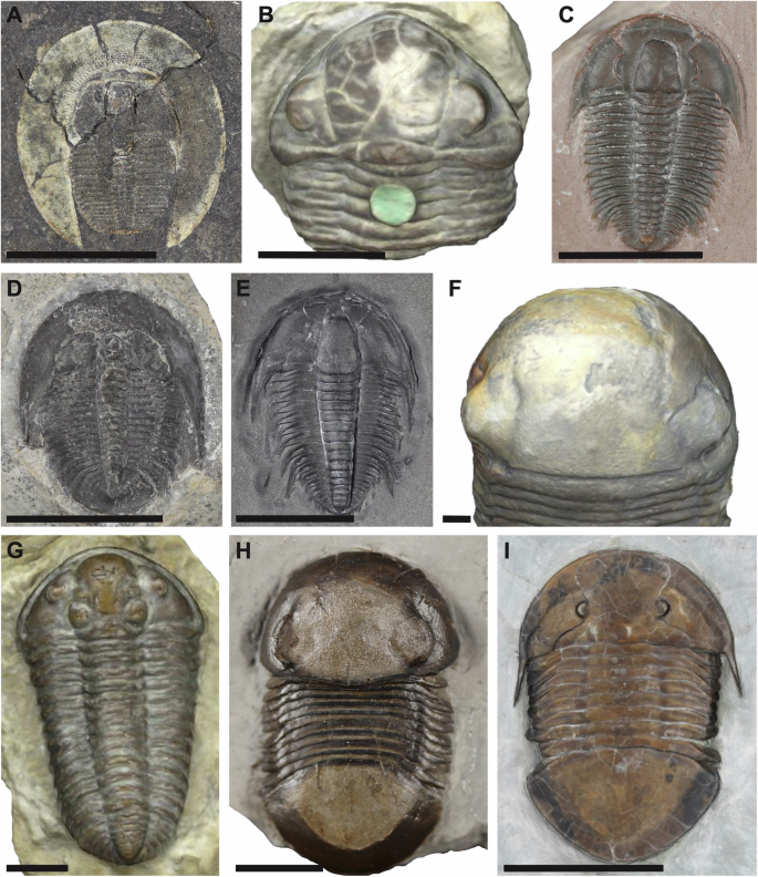 Fig. 1: Examples of trilobite specimens included within the dataset.