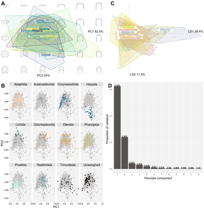 Fig. 2: Principal components analysis (PCA) of trilobite cephalic outline morphometry, grouped by taxonomic order.