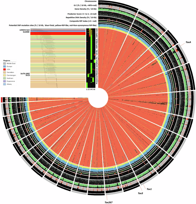 Fig. 2: Summary of mutation across the Parastagonospora nodorum pangenome, relative to the Sn15 reference isolate.