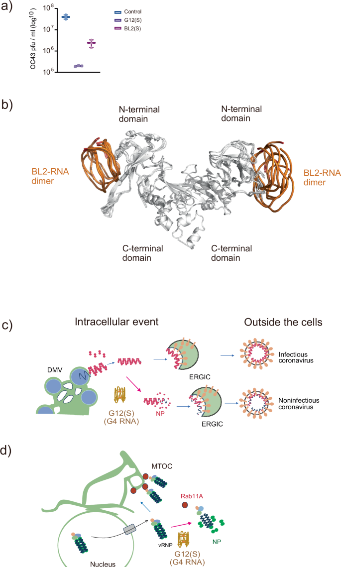 Fig. 10: Docking models SARS-CoV-2 N protein dimer in complex with G-quadruplex 12-mer RNA, and Schematic diagrams of the possible antiviral effects.