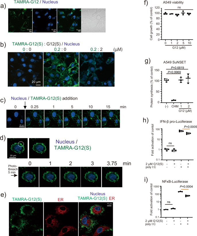 Fig. 1: Uptake, intracellular distribution of G12 and G12(S) added directly to the culture medium.