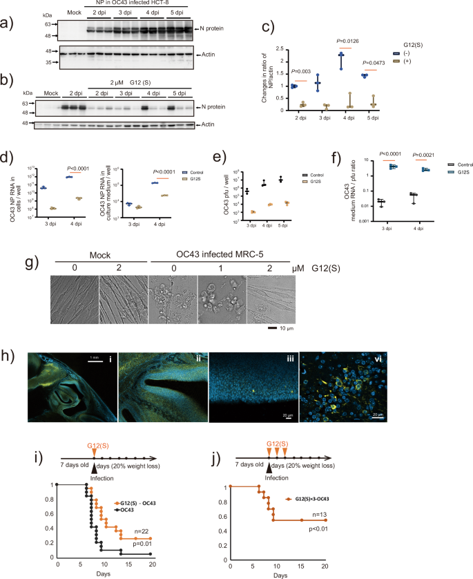 Fig. 2: Effect of G12(S) on β coronavirus OC43 replication in infected human cells and mice.