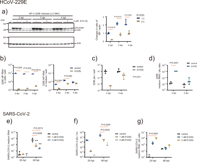 Fig. 3: Effect of G12(S) on the propagation of 229E and SARS-CoV-2.