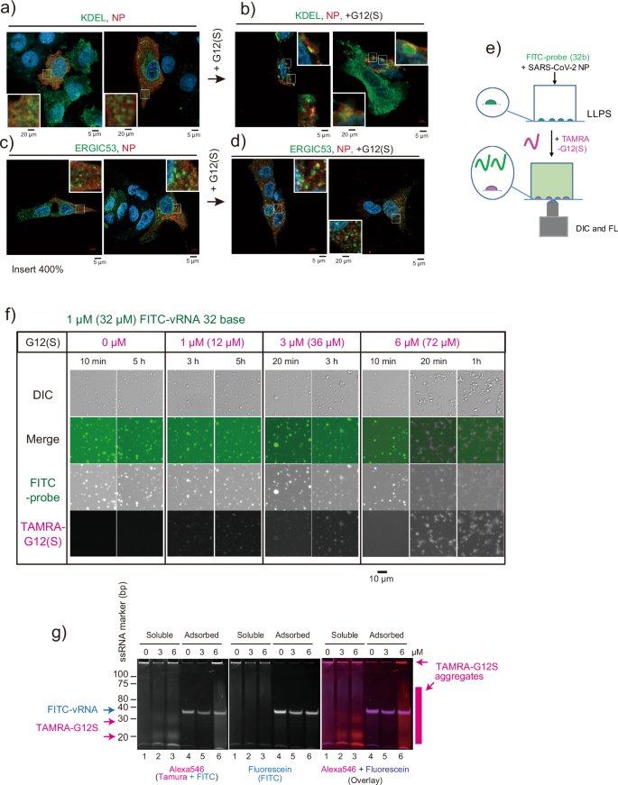 Fig. 4: Effect of G12(S) on the intracellular NP distribution, and in vitro NP-vRNA interaction.
