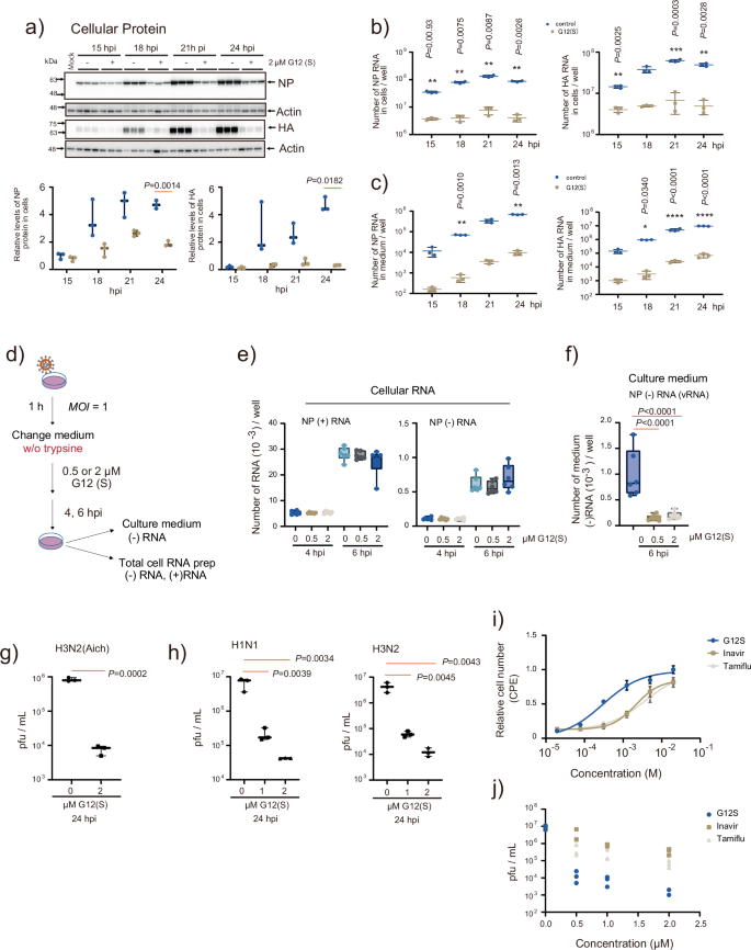 Fig. 5: Strong inhibition of IAV propagation by G12(S).