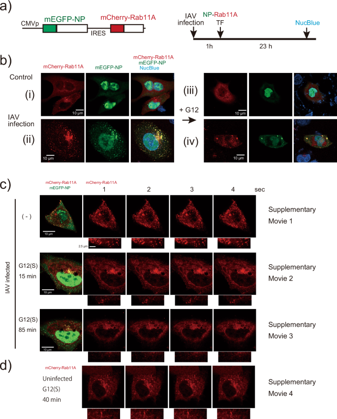 Fig. 6: Effect of IAV infection on the localization of mEGFP-NP and mCherry-Rab11A.