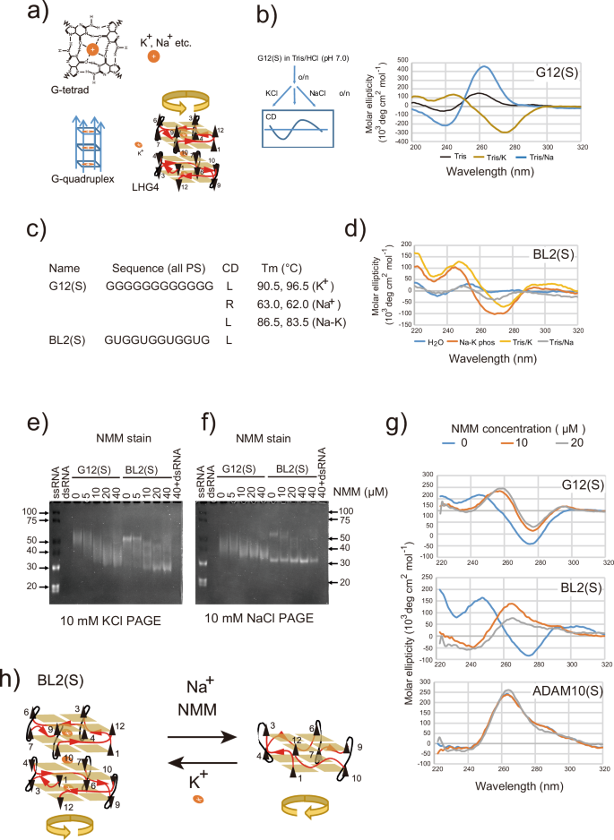 Fig. 7: G12(S) forms G-tetrads and may have a left-handed G-quadruplex structure similar to Block2Δ.