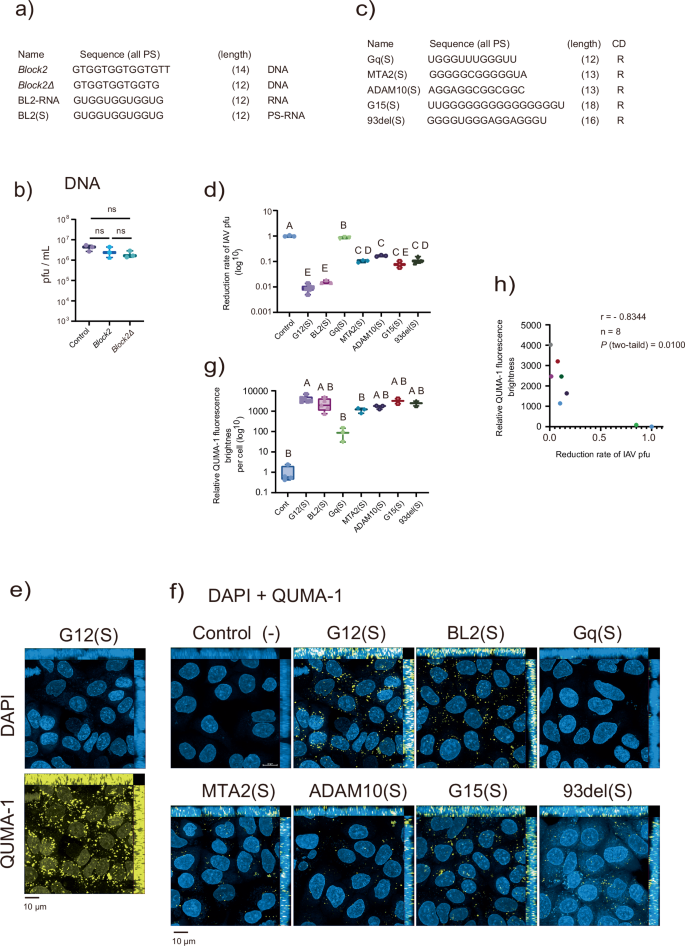 Fig. 8: Correlation between anti-IAV activities of 12-18mer PS-RNA and intracellular G-quadruplex levels.