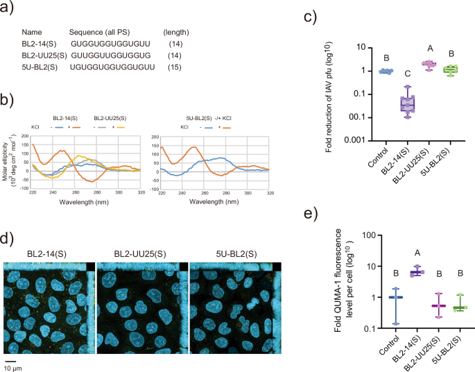 Fig. 9: G-quadruplex formation is required for anti-IAV activity.