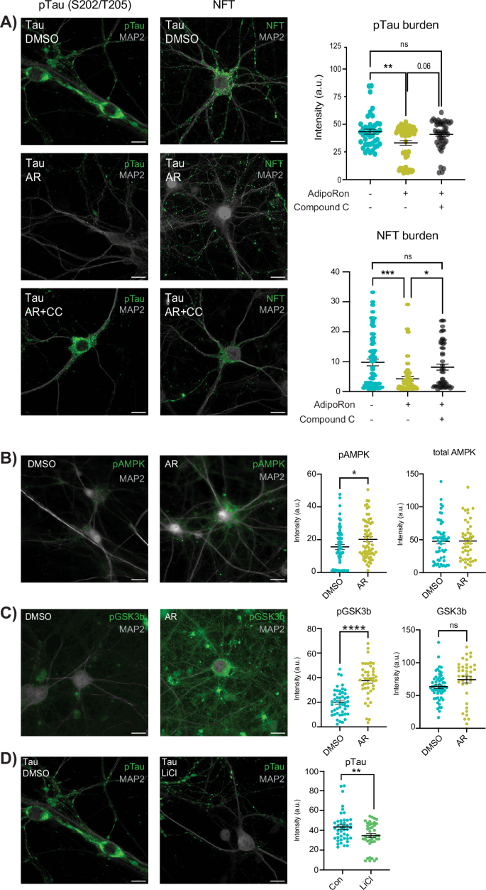 Fig. 1: AdipoRon clears phosphorylated tau and NFT via AMPK and GSK3b.