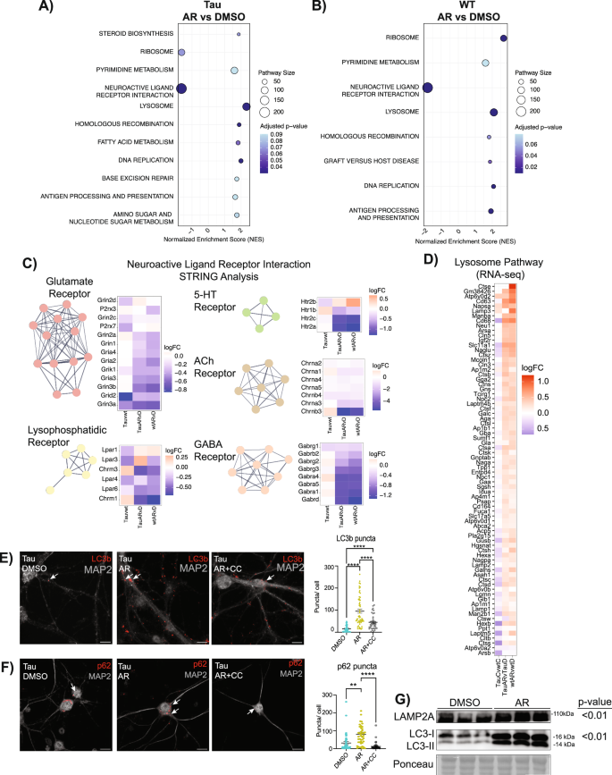 Fig. 2: Neuronal transcriptional response to AdipoRon extends beyond metabolic regulation.