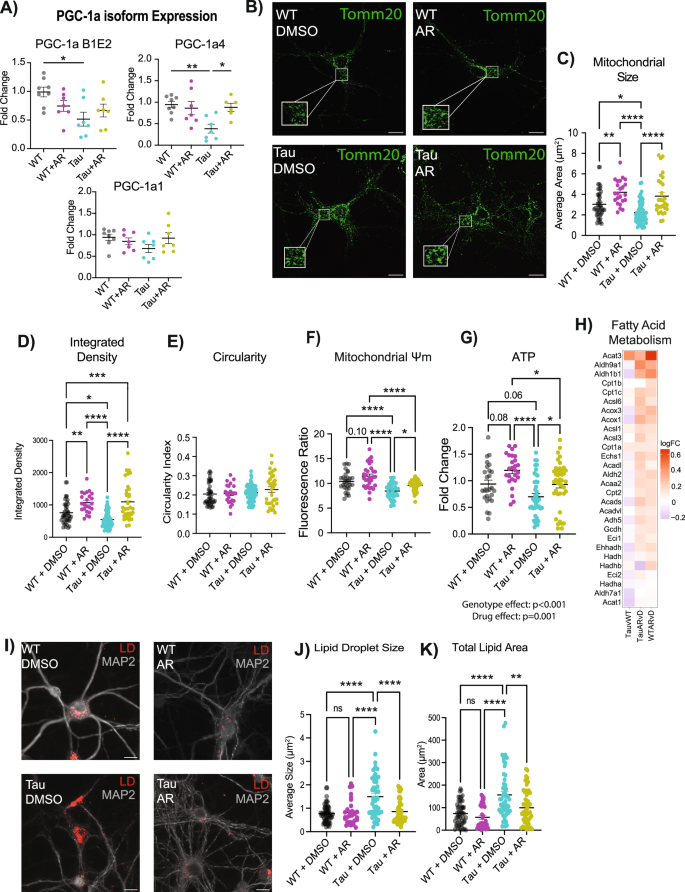 Fig. 3: AdipoRon rescues mitochondrial deficits caused by tauopathy.