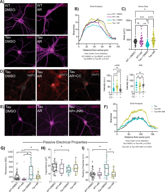 Fig. 4: AdipoRon rescues loss of dendritic complexity through activation of JNK.