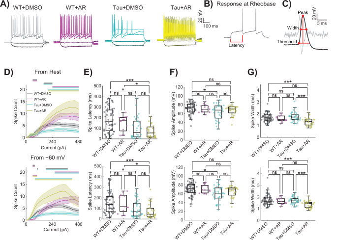 Fig. 5: Active electrical properties are altered in Tau neurons and restored by AdipoRon.