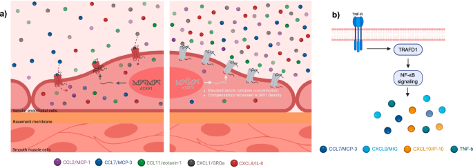 Fig. 6: Gene expression of ACKR1 and TRAFD1 exert pleiotropic effects on multiple cytokine levels.