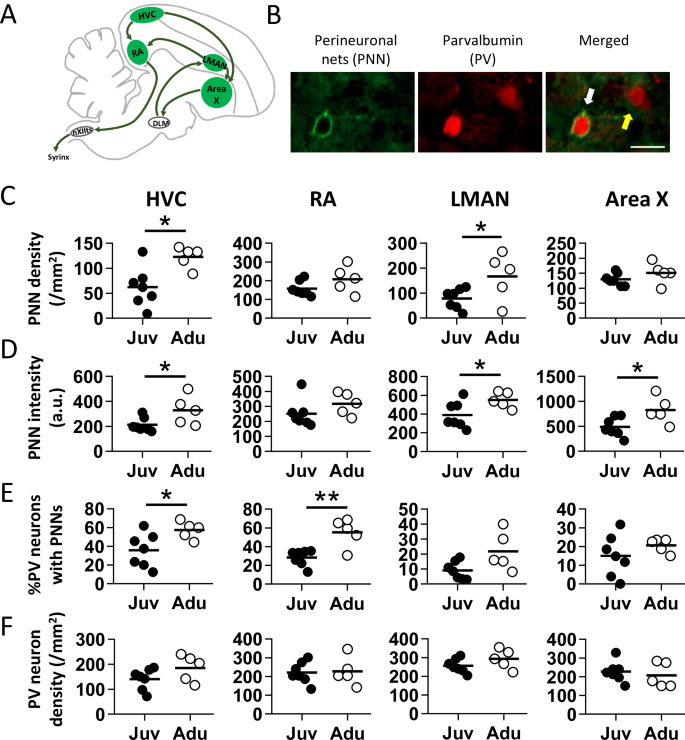 Perineuronal nets in motor circuitry regulate the performance of ...
