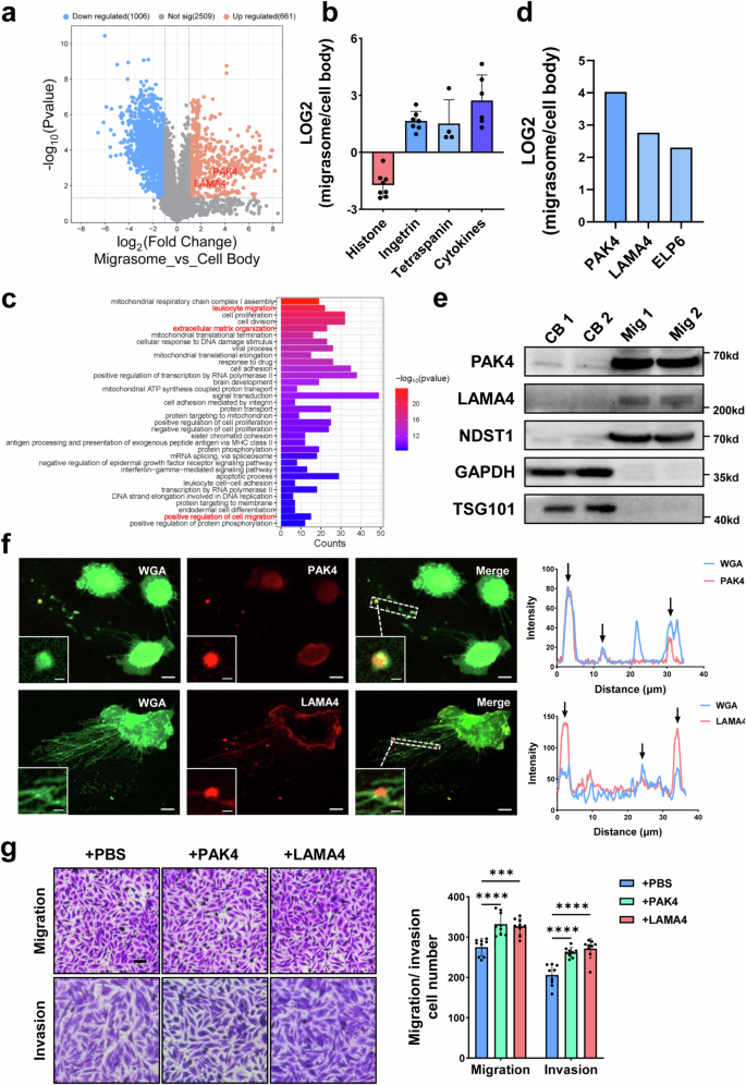 Fig. 5: ECM-related factors contained in GBM migrasomes.
