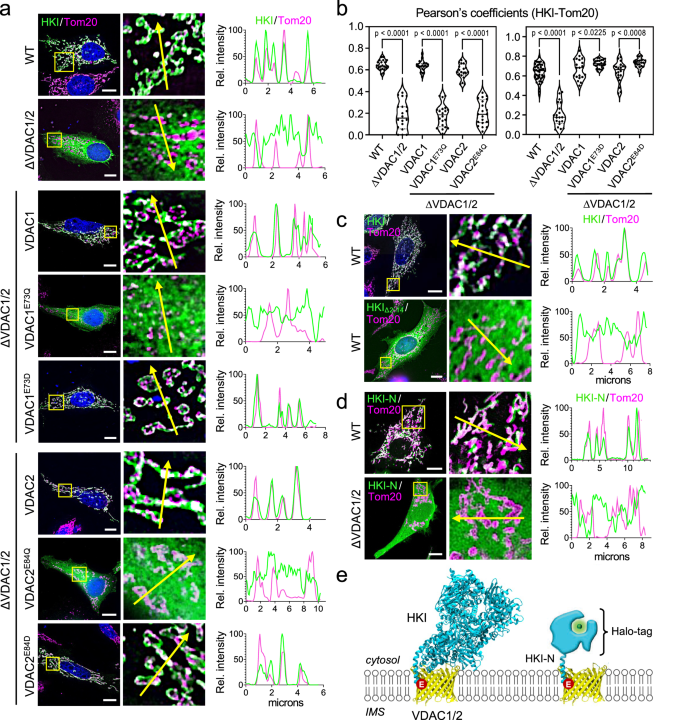 Fig. 1: Mitochondrial localization of HKI relies on its N-terminal α-helix and a membrane-buried Glu in VDACs.