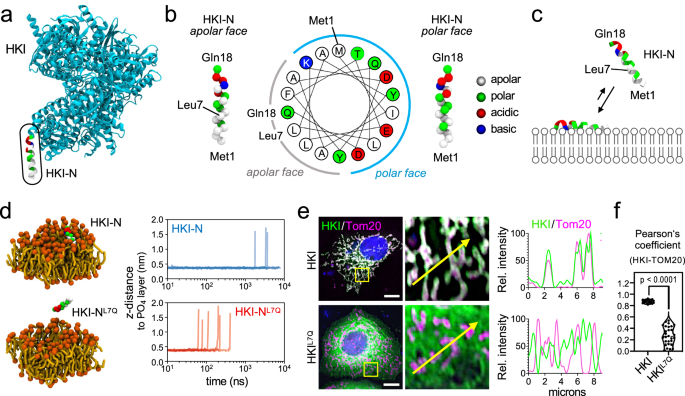 Fig. 2: HKI-N binding to membranes.