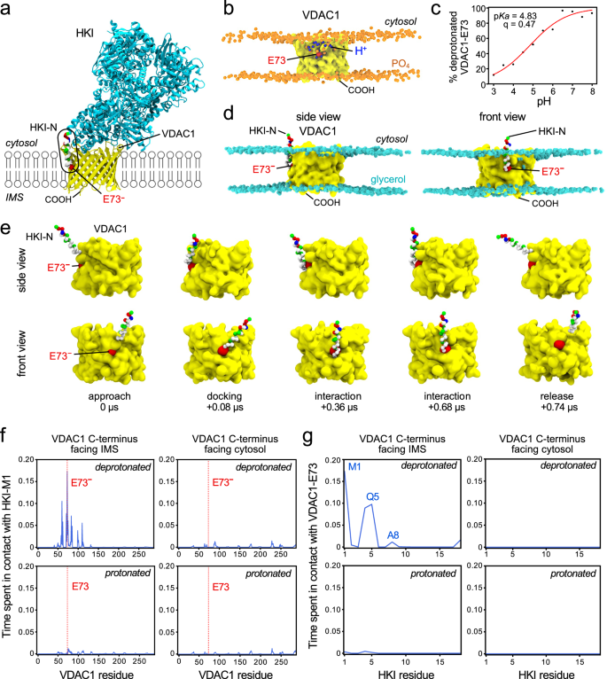 Fig. 3: HKI-N binding to VDAC1 is directly controlled by the protonation state of the membrane-buried Glu.