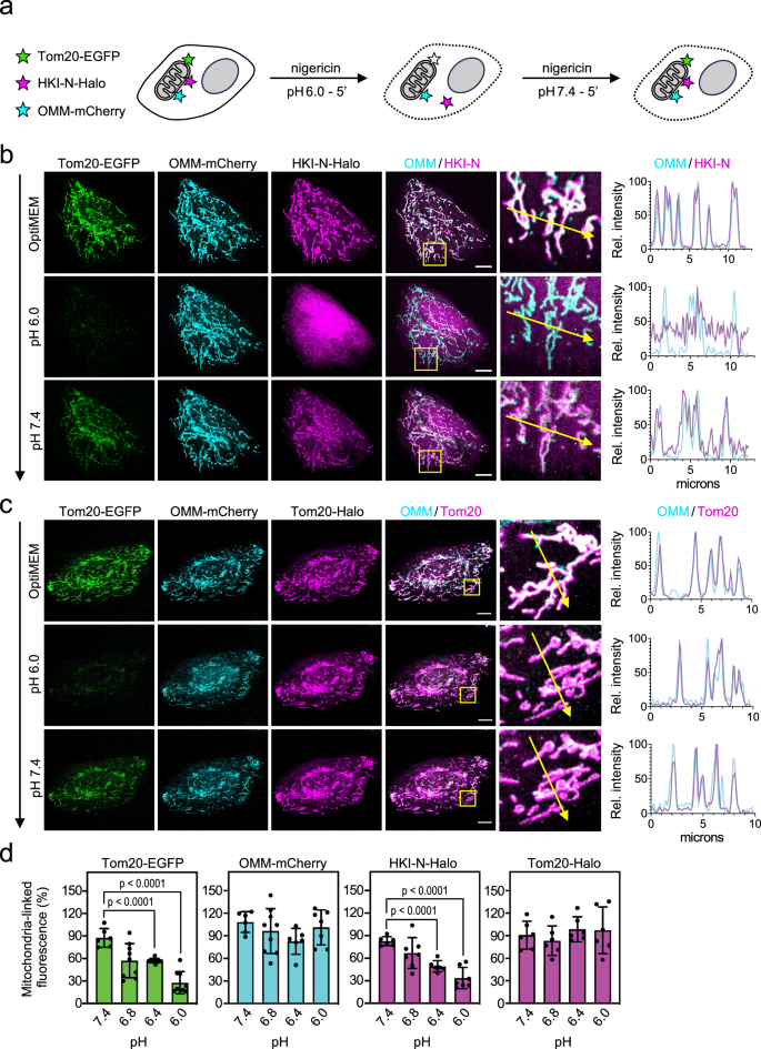 Fig. 4: Cytosolic pH controls mitochondrial association of HKI-N.