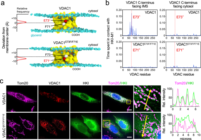 Fig. 5: HKI-VDAC binding critically relies on an asymmetric positioning of the membrane-buried Glu.