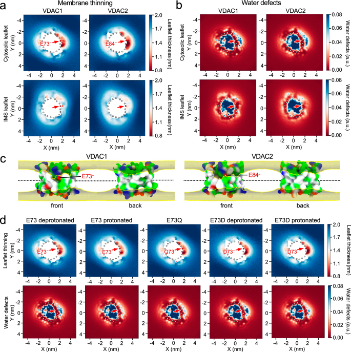 Fig. 6: VDAC channels cause lipid packing defects and membrane leaflet thinning proximal to the bilayer-facing Glu.