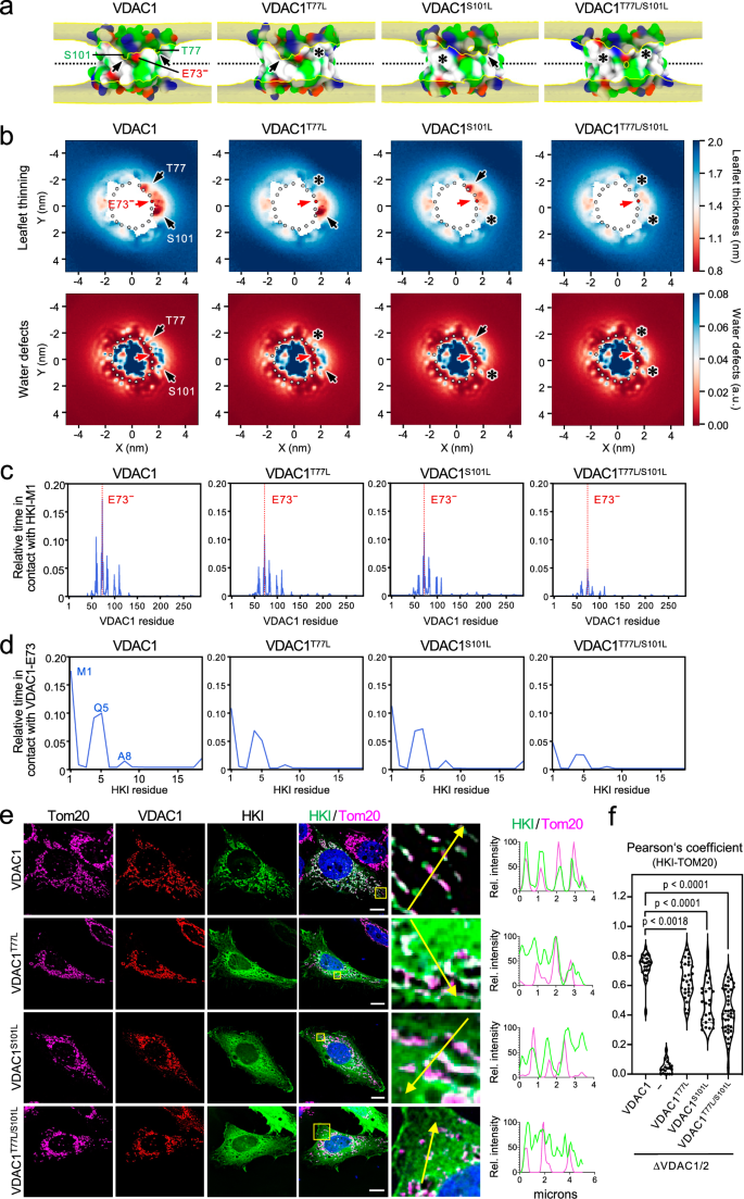 Fig. 7: Membrane leaflet thinning and HKI-VDAC1 binding critically rely on channel residues Thr77 and Ser101.