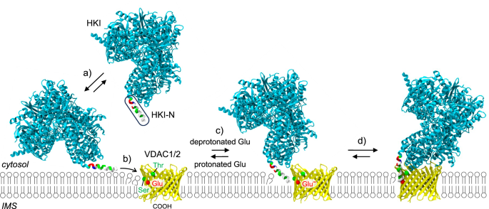 Fig. 8: Model of HKI-VDAC complex formation.
