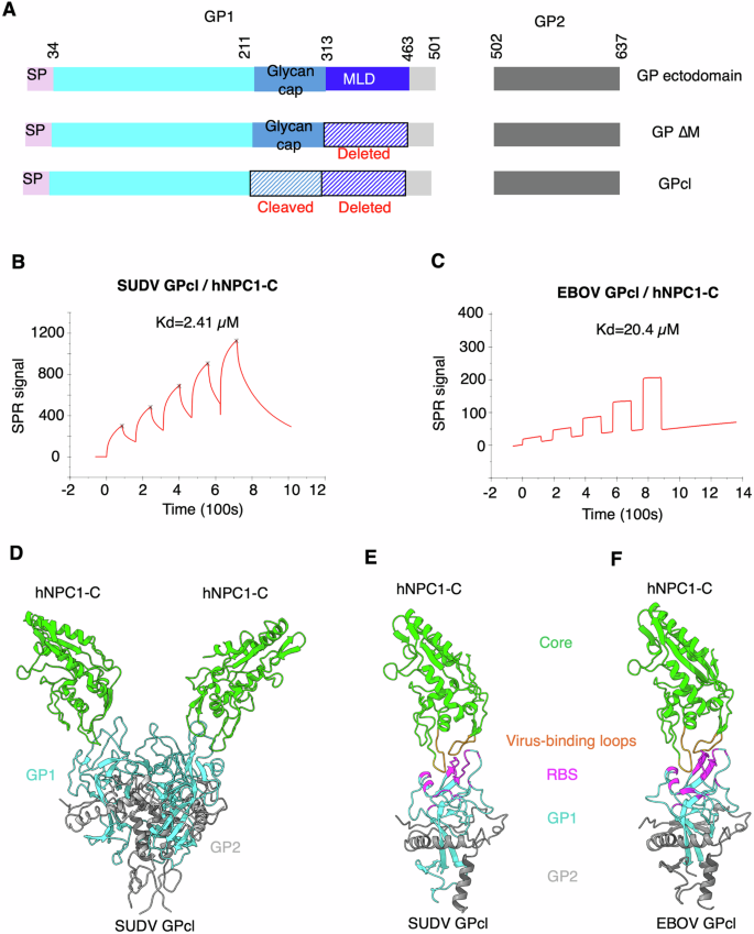 Fig. 1: Overall structural interactions between SUDV GP and its endosomal receptor, human NPC1.
