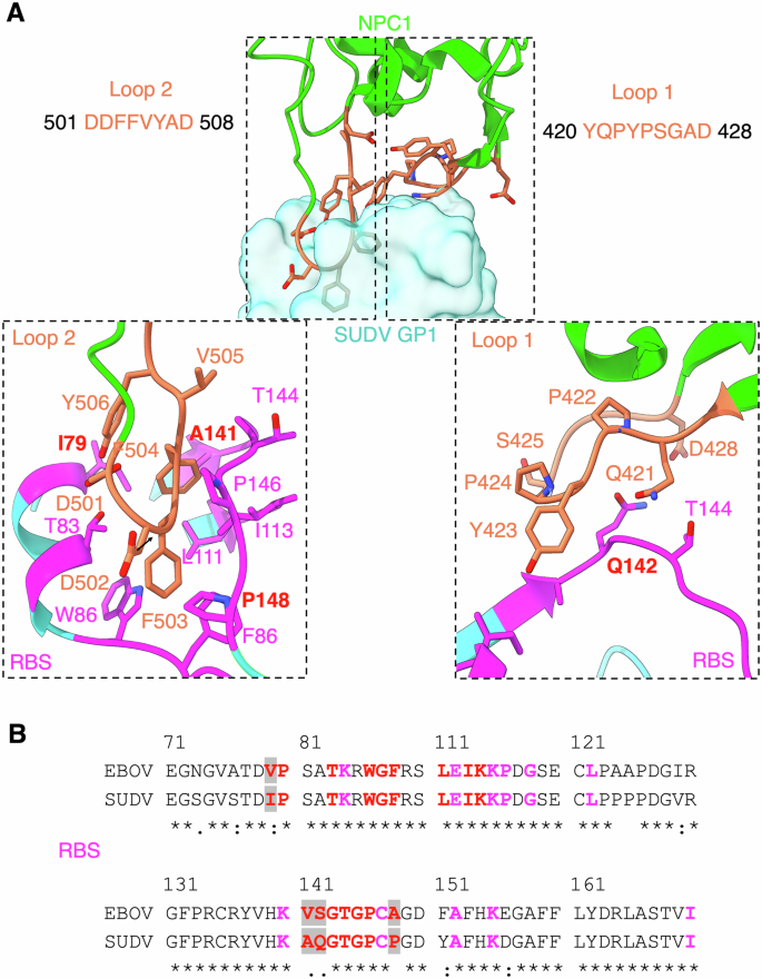 Fig. 2: Detailed structural interactions between SUDV GP and hNPC1.