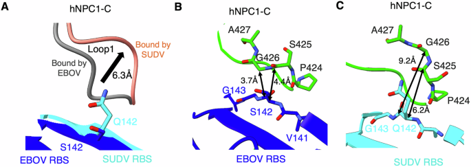 Fig. 3: Detailed structural interactions between the SUDV RBS and Loop 1 of hNPC1-C.