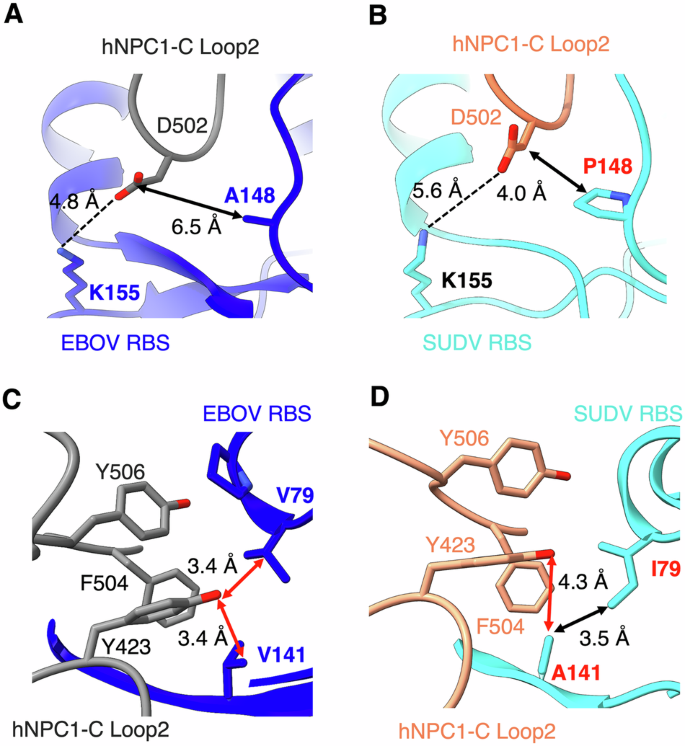 Fig. 4: Detailed structural interactions between the SUDV RBS and Loop 2 of hNPC1-C.