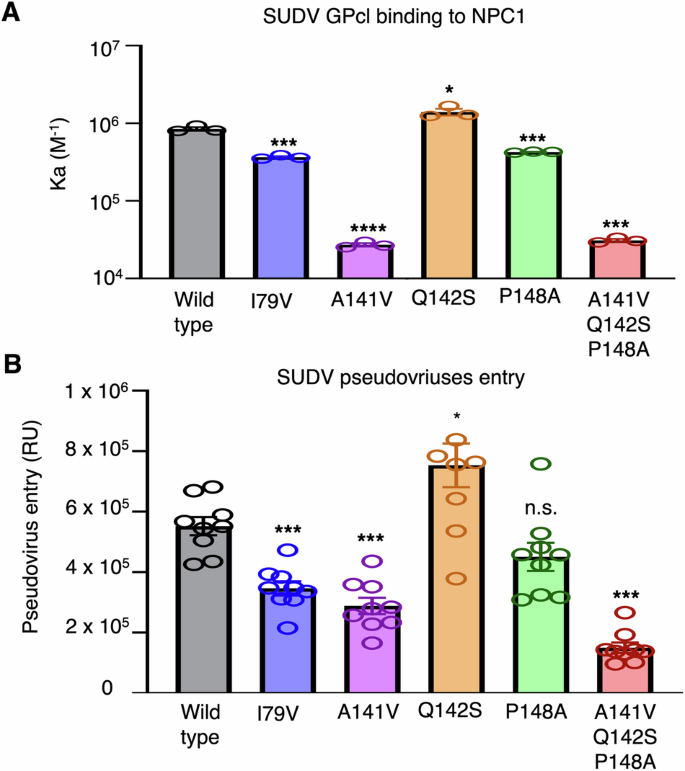 Fig. 5: Biochemical assays investigating the effects of residue changes from the SUDV RBS to the EBOV RBS on receptor binding and viral entry.