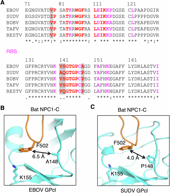 Fig. 6: Structural data used to assess human receptor binding by various ebolaviruses and bat receptor binding by SUDV and EBOV.